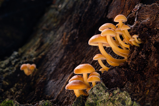 Edible fungus Flammulina  which grows on tree trunks.