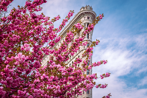 The Flatiron Building with cherry blossoms in the foreground