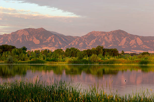 Flatirons at Dawn with Swimming Bird The Flatirons of Boulder Colorado reflecting in a pond at dawn.  A beautiful Western Grebe is swimming in the right hand corner of the lake. boulder colorado stock pictures, royalty-free photos & images