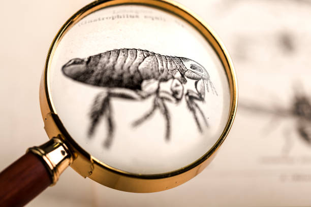 Flea under magnifying glass Flea under magnifying glass in old book parasitic stock pictures, royalty-free photos & images