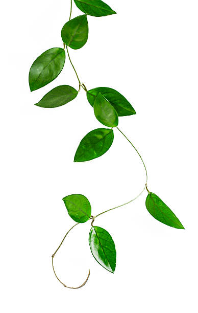 hoya carnosa - вьющееся растение стоковые фото и изображения