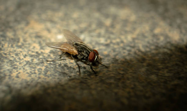 Flies and shadow stock photo