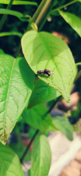 Flies breeding on green leaves stock photo