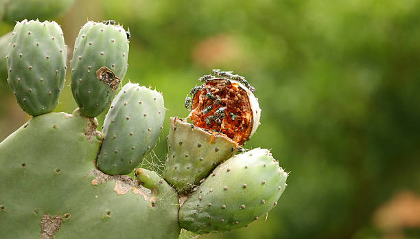 Flies eating cactus pear Dozens of flies are gathering on a cactus pear and eating it. opuntia ficus indica insects stock pictures, royalty-free photos & images