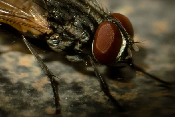 Flies Head with facet eyes stock photo