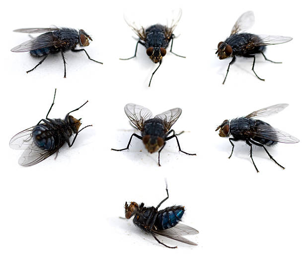 Flies isolated on white stock photo