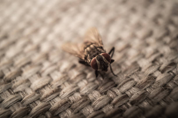 Flies on brown silk stock photo