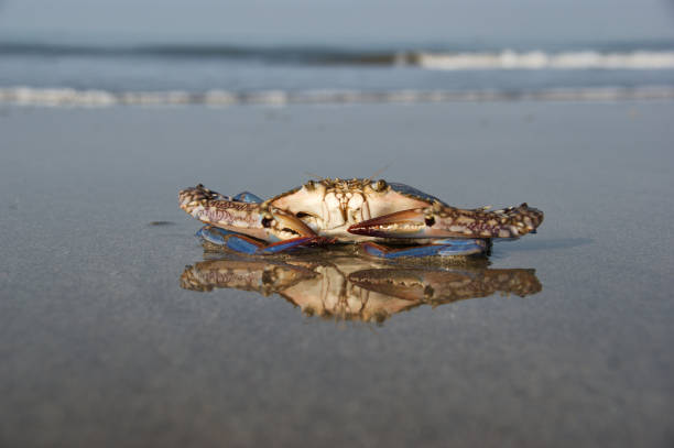 floating blue crab. a floating crab sits on a beach at low tide floating blue crab. a floating crab sits on a beach at low tide blue crab stock pictures, royalty-free photos & images