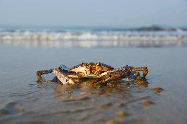 floating blue crab. live crab on a tropical beach. crab hiding in the sand at high tide floating blue crab. live crab on a tropical beach. crab hiding in the sand at high tide crabbing stock pictures, royalty-free photos & images
