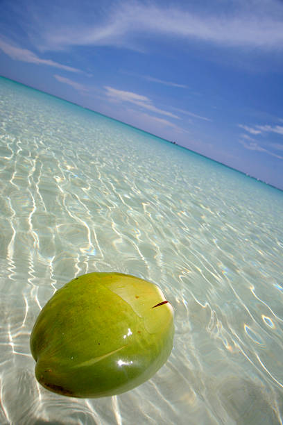 Floating Coconut stock photo