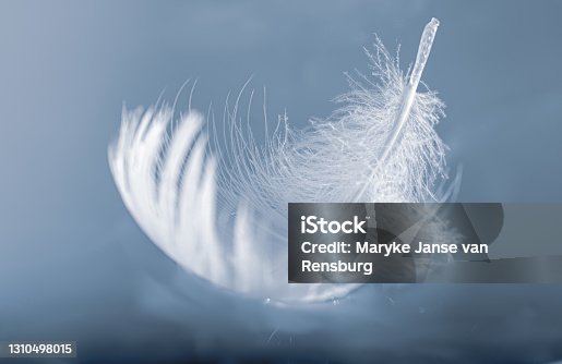 istock Floating feather 1310498015