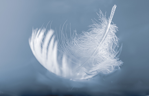 a floating white feather