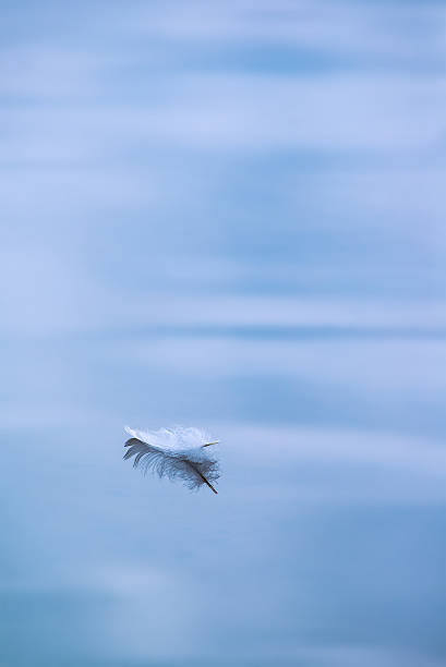 Floating feather stock photo