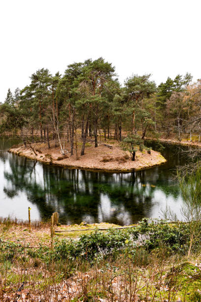 Floating forest island at the Utrechtse Heuvelrug, The Netherlands stock photo
