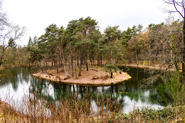 Floating forest on an island at the Utrechtse Heuvelrug in The Netherlands stock photo