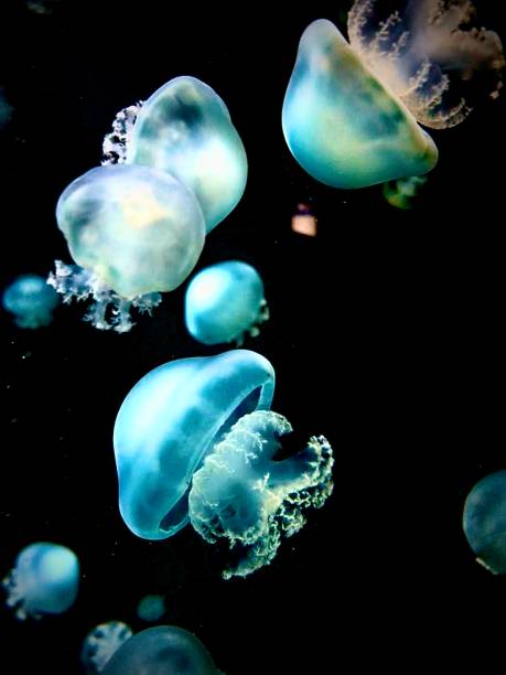 floating jellyfish - zoetwaterkwal stockfoto's en -beelden