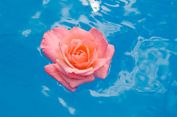 Floating rose petal stock photo