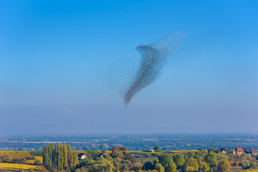 Flock  and swarm of birds - beautiful formations of flying birds