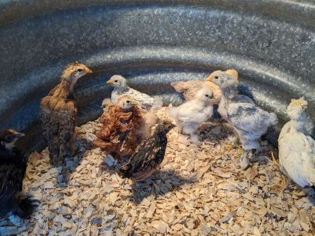 Flock of baby chicks stock photo