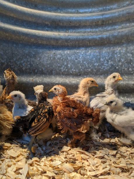 Flock of baby chicks stock photo