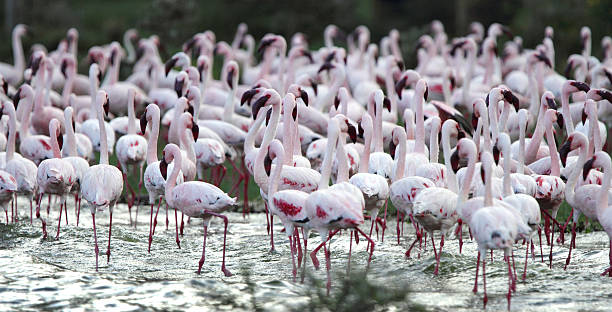 Flock of beauiful Lesser Flamingos stock photo