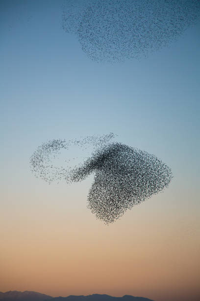 Flock of birds create a heart shape in the sky Murmuring of Starlings over nature reserve early evening flock of birds stock pictures, royalty-free photos & images
