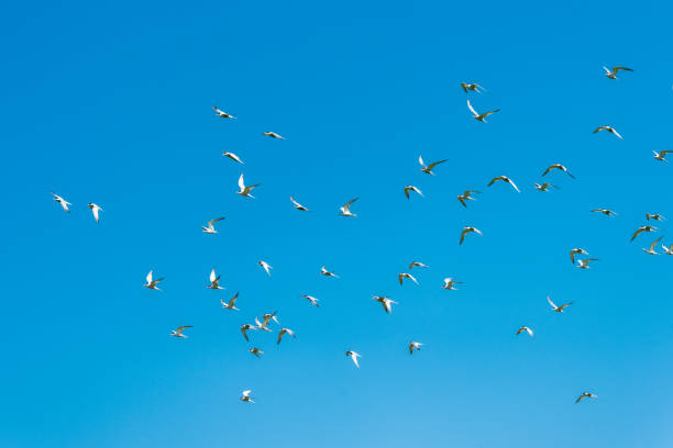 Flock of birds in Pickering, Canada stock photo