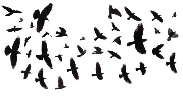 Flock of birds isolated Flock of birds flying in sky. (Jackdaw, Corvus Monedula). Isolated against a white background with clipping path. crow bird stock pictures, royalty-free photos & images