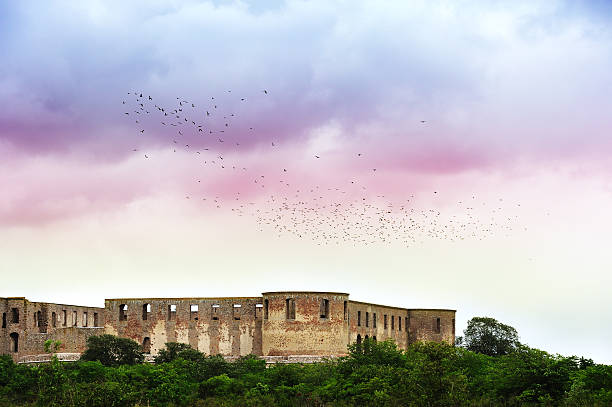 flock of birds over castle ruin - öland bildbanksfoton och bilder