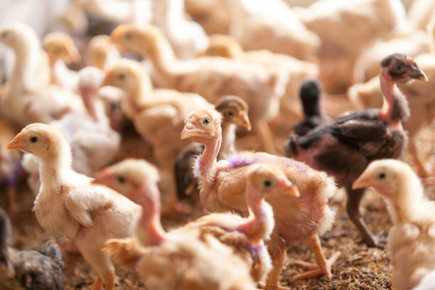 A flock of chicks in a poultry farm. stock photo