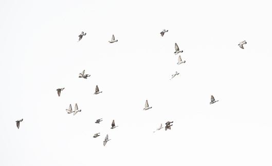 Sized flock of doves taking of and flying against clear sky.More birds