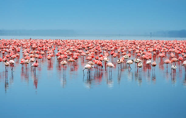 a flock of flamingos in the water - flamingo stockfoto's en -beelden