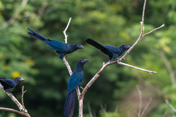 Flock of Greater Ani (Crotophaga major) perched on a tree in the rainforest. stock photo
