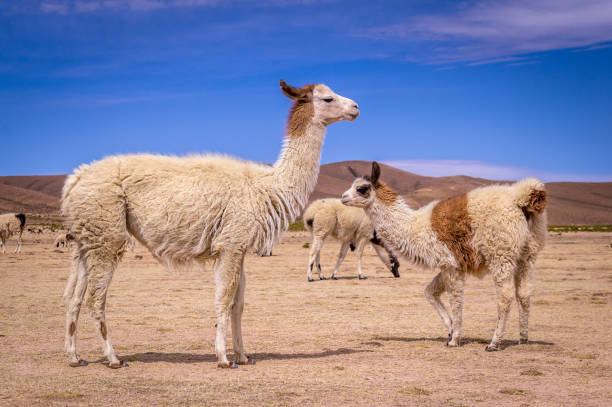 Flock of Lamas Alpacas in altiplano Flock of alpacas in Altiplano. Lamas and alpacas are very popular in Bolivia and Peru for their wool and meat lamayuru stock pictures, royalty-free photos & images