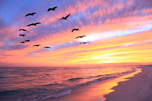 Flock of Pelicans Fly Over the Beach at Sunset stock photo