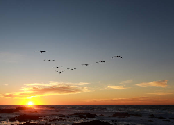 Flock of Pelicans flying in a V-formation into a moody sunset in the Monterey Bay, California. stock photo