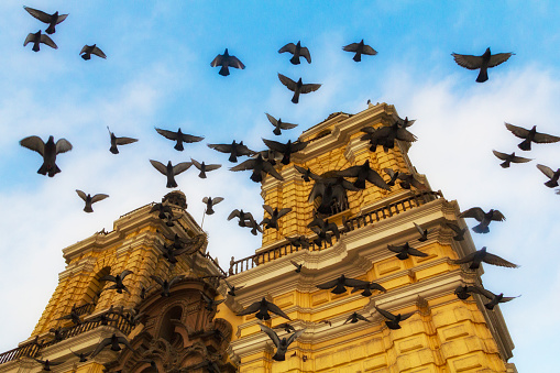 A flock of pigeons fly in circles against a blue sky around San Francisco Church, in Lima, Peru, a twin bell-tower cathedral that is painted yellow.