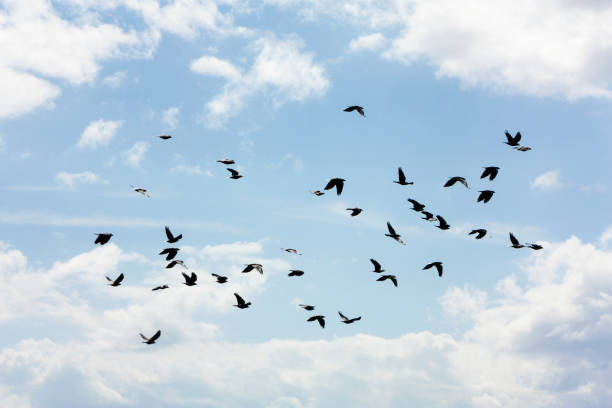 flock of pigeons flying stock photo
