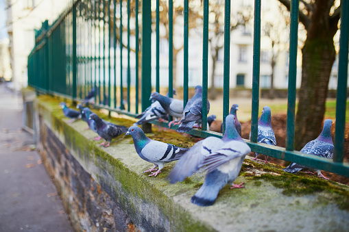 Flock of pigeons on a street