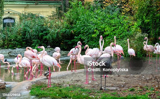 istock Flock of pink flamingo birds 1346129858