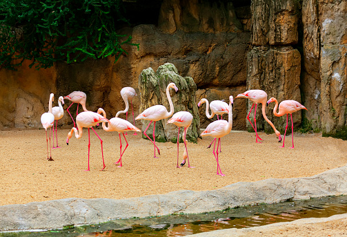 Flock of pink flamingo . Wading bird family Phoenicopteridae . Exotic birds and natural rocks