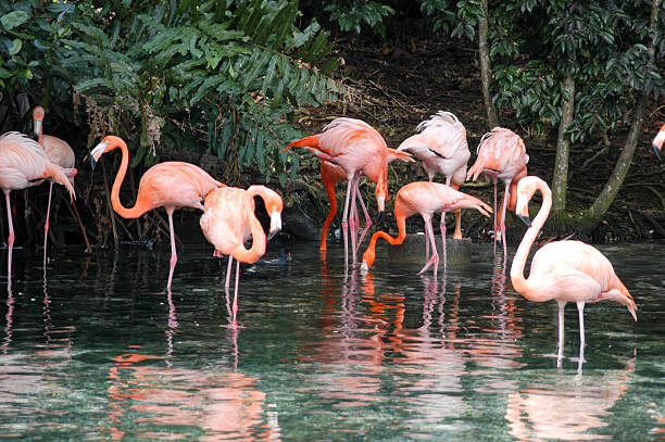 Flock of pink flamingos stock photo