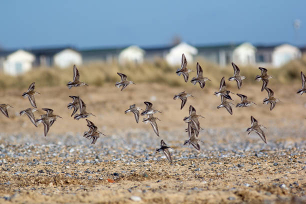 flock of sandpiper birds flying over seaside beach. coastal wildlife. - grouse flying imagens e fotografias de stock