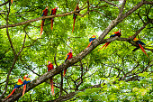 istock Flock of scarlet macaws in the wild 1304071815