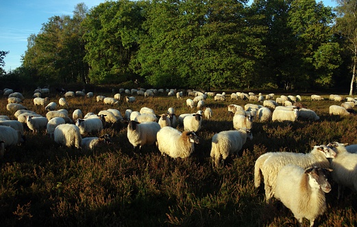 Flock of sheep in the heathland