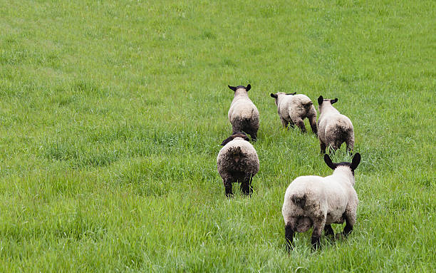 Flock of Sheep Running Away in a Field, Donegal, Ireland Flock of Sheep Running Away in a Field, Donegal, Ireland inishowen peninsula stock pictures, royalty-free photos & images