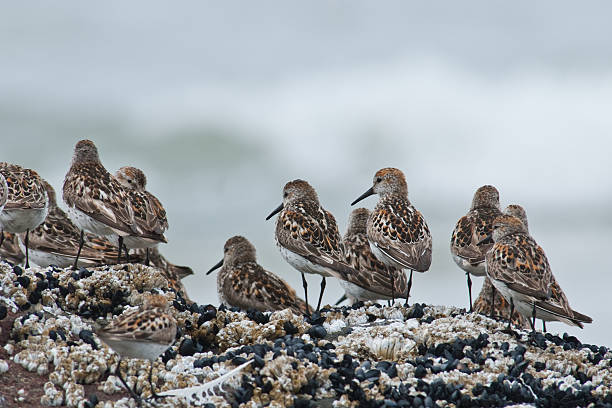 Flock of Western Sandpipers Standing on a Rock The Western Sandpiper (Calidris mauri) is a small shorebird with dark legs and a short, thin, tapered bill. They are speckled brown on top and white underneath. Their breeding habitat is the tundra in eastern Siberia and Alaska. The western sandpiper builds its nest on the ground usually under vegetation. These birds are migratory, traveling to both coasts of North America and South America. During migration the western sandpiper forages on mudflats for mollusks, small crustaceans and insects. These western sandpipers were photographed while foraging on Heceta Beach at Carl G. Washburne Memorial State Park near Florence, Oregon, USA. jeff goulden oregon coast stock pictures, royalty-free photos & images