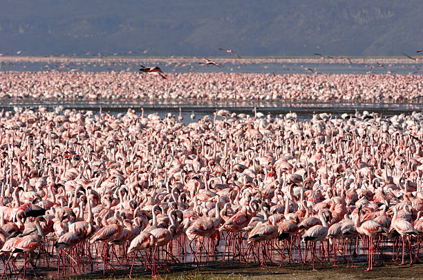 Flock of Wild Lesser Flamingos On Lake Nakuru Flock of lesser flamingos (Phoenicopterus minor) gathered on the small, shallow, alkaline-saline lake Lake Nakuru. lake nakuru stock pictures, royalty-free photos & images