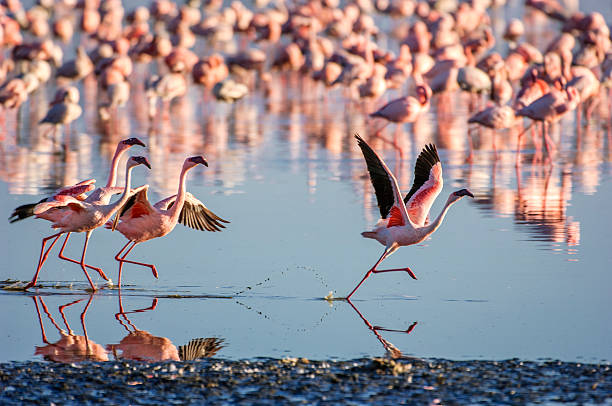 Flock of Wild Lesser Flamingos On Lake Nakuru Large flock of lesser flamingos (Phoenicopterus minor) gathered on the small, shallow, alkaline-saline lake Lake Nakuru. lake nakuru stock pictures, royalty-free photos & images