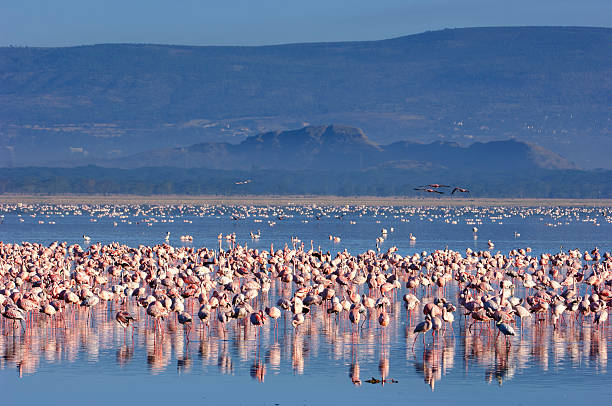 Flock of Wild Lesser Flamingos On Lake Nakuru Large flock of lesser flamingos (Phoenicopterus minor) gathered on the small, shallow, alkaline-saline lake Lake Nakuru. lake nakuru stock pictures, royalty-free photos & images